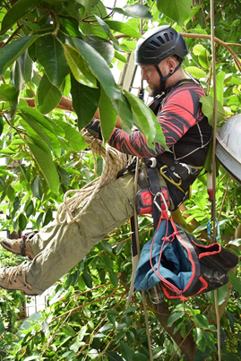 It is always scary to watch the work of climbers in greenhouses.