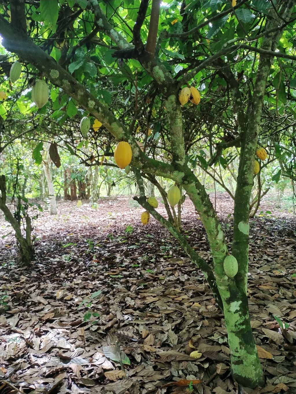 Cocoa (Theobroma cacao) tree in Divo reserve