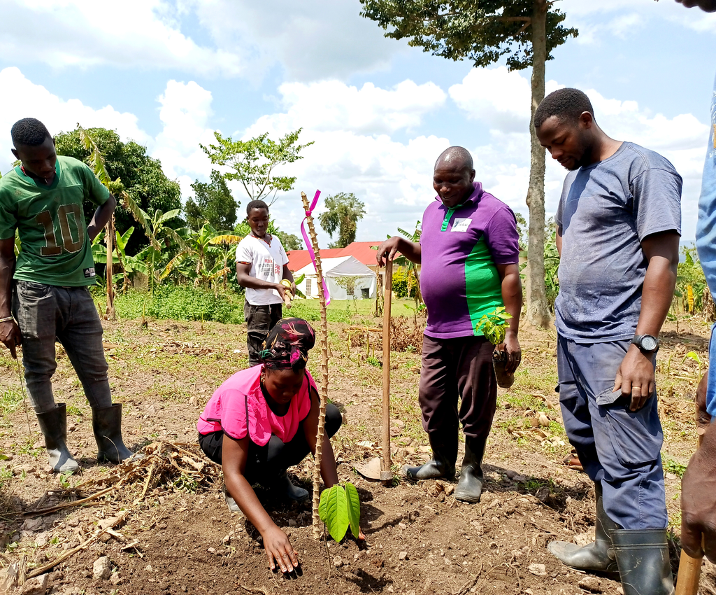 Harriet Kokuganza (Tooro Botanical Gardens) ensuring the correct posittion of a planted seedling at Lwamunda agroforestry trial sitesite