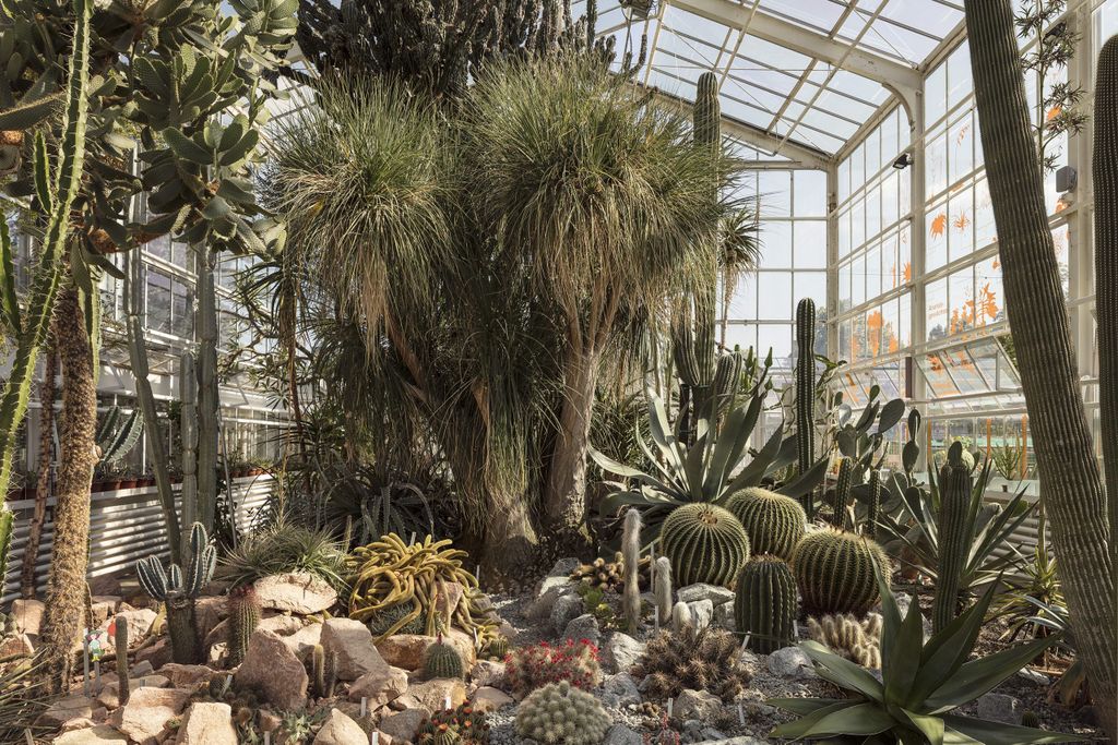 Zurich Succulent Plant Collection