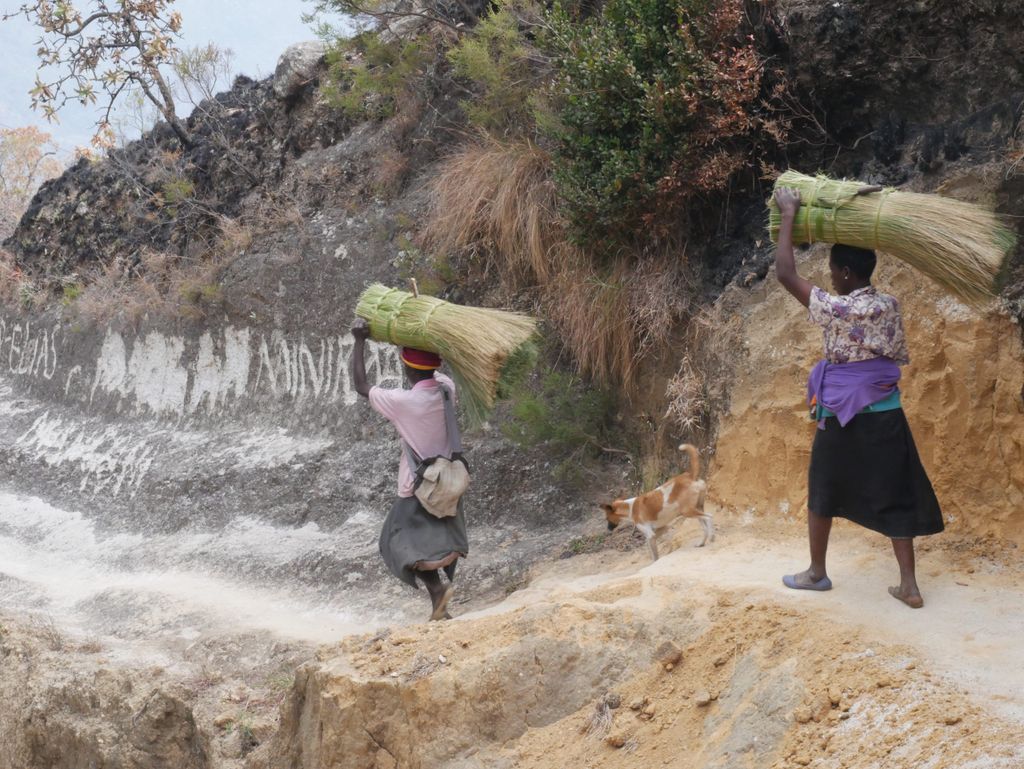 Women carrying harvested plants for broom production, Mulanje 2022. Credit Alex Hudson, BGCI
