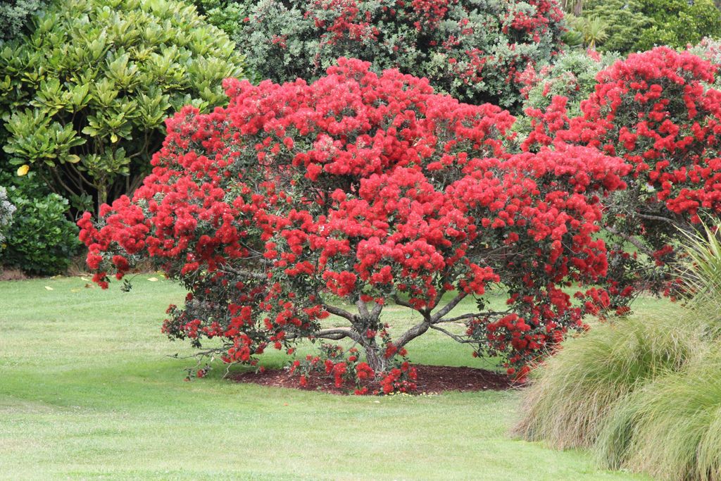 Pōhutukawa (M. excelsa) variety Titirangi, Auckland Botanic