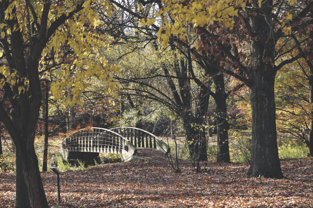 Flying Fish Bridge, The Arboretum, University of Guelph