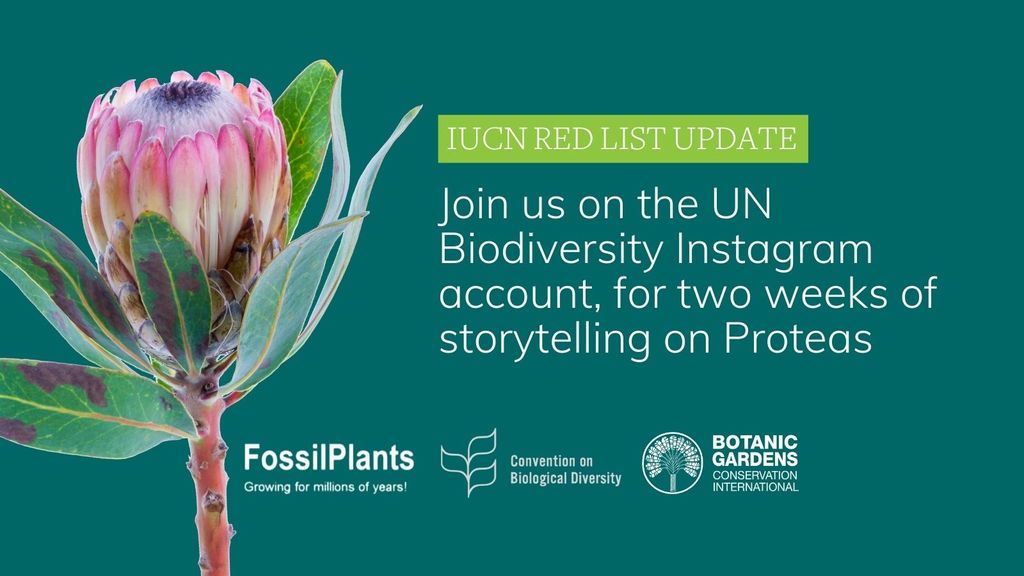 IUCN Red List Update - Proteas